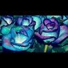 njh_love15